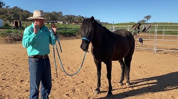 How to stop your horse becoming shut down