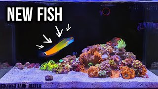 New Fish In The Nano Reef Tank  20 Gallon Reef Tank