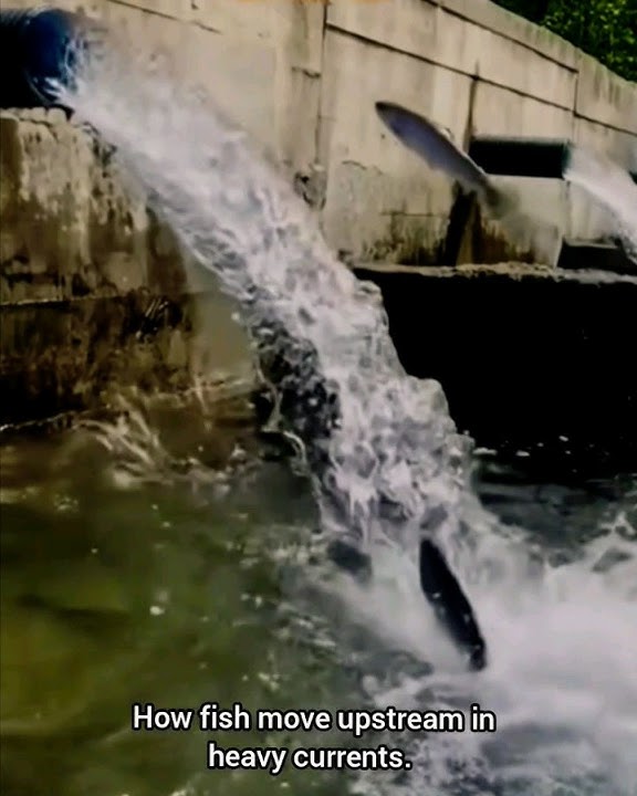 Fish Move upstream #fish