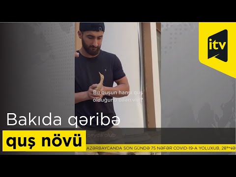 Bakıda qəribə quş növü peyda olub