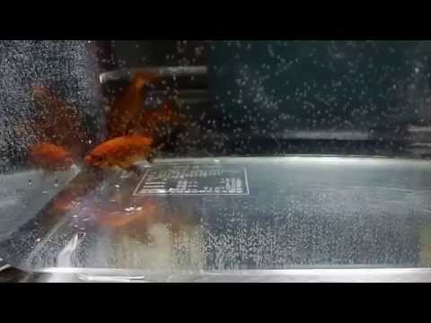 小赤たち。Koaka。Gold Fish。