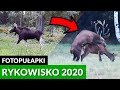 Rykowisko 2020 🦌 Najlepsze ujęcia z fotopułapki - Bukowisko i wilk w gratisie - Red deer, stag rut