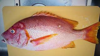 High priced and rare wild Star Snapper, aging for 5 days to make sashimi.