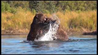 2 Adult Alaska Grizzly Bears Fighting