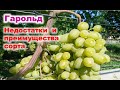 Обзорт сорта винограда ГАРОЛЬД. Преимущества и недостатки.