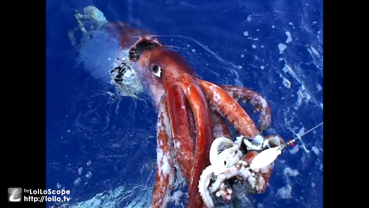 Fast Facts Colossal Squid By Zach Hanvy YouTube Fast Facts Colossal Squid By Zach Hanvy YouTube