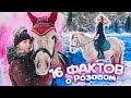 16 ФАКТОВ о РОЗОВОМ | Факты о лошадях