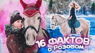 16 ФАКТОВ о РОЗОВОМ | Факты о лошадях