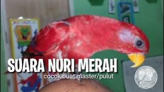 suara burung nuri merah || red lory gacor