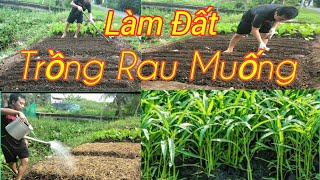 Hướng dẫn cách trồng rau muống mau tốt