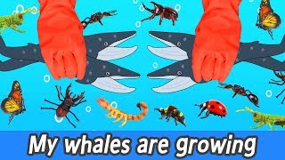 [EN] My whales are growing, sea animals animation, whales and insects names for childrenㅣCoCosToy