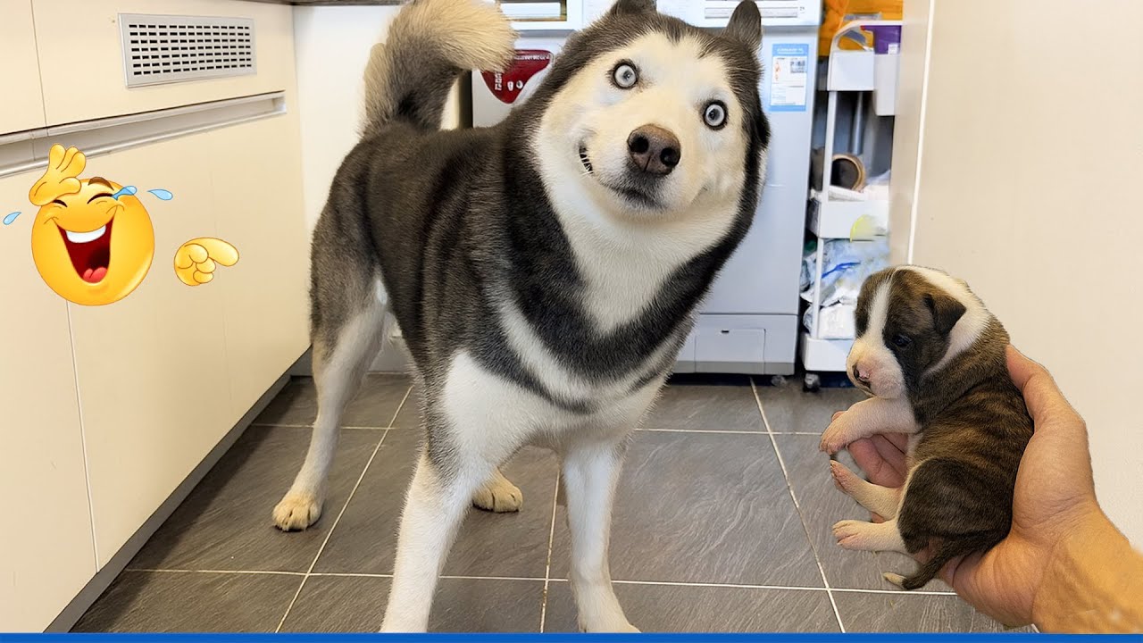 Smarty Funny Animals Video Compilation 😹🐶 The Funniest Cat & Dog Moments Compilation 😹