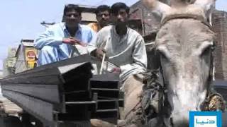 Dunya Tv-Animal Load