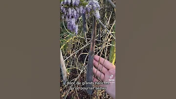 Comment s'appelle le fruit de la glycine ?