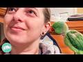 Tiny parrot started talking like an old lady everyones confused  cuddle buddies