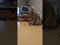 Феномен: кот ориентал стреляющий резинкой