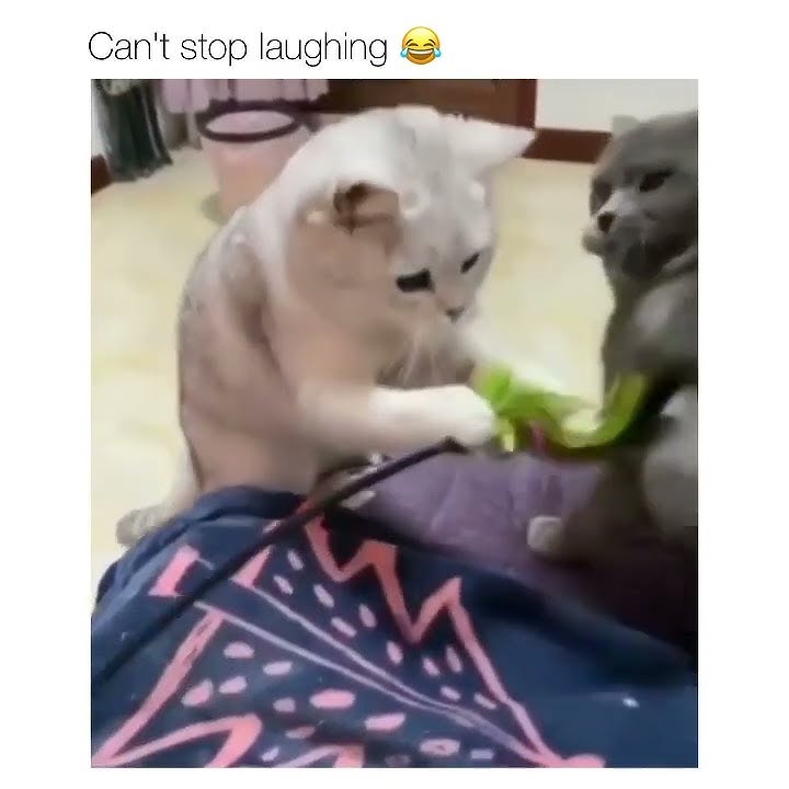 skipidy pap pap😂😂