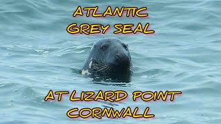 Male Atlantic Grey Seal, Lizard Point, Cornwall