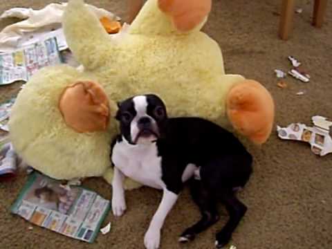 Busted Boston Terrier