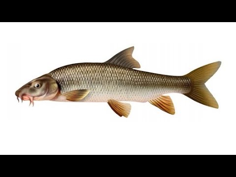 Video: Kūnas Iš žuvies