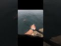 運命をかけた巨大魚との対決　クエ釣り　アラ　大物釣り