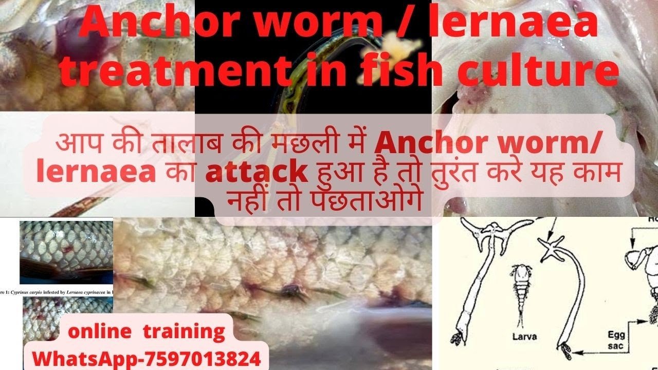 Anchor worm/ Lernaea treatment in pond fish culture. बहुत आसानी से