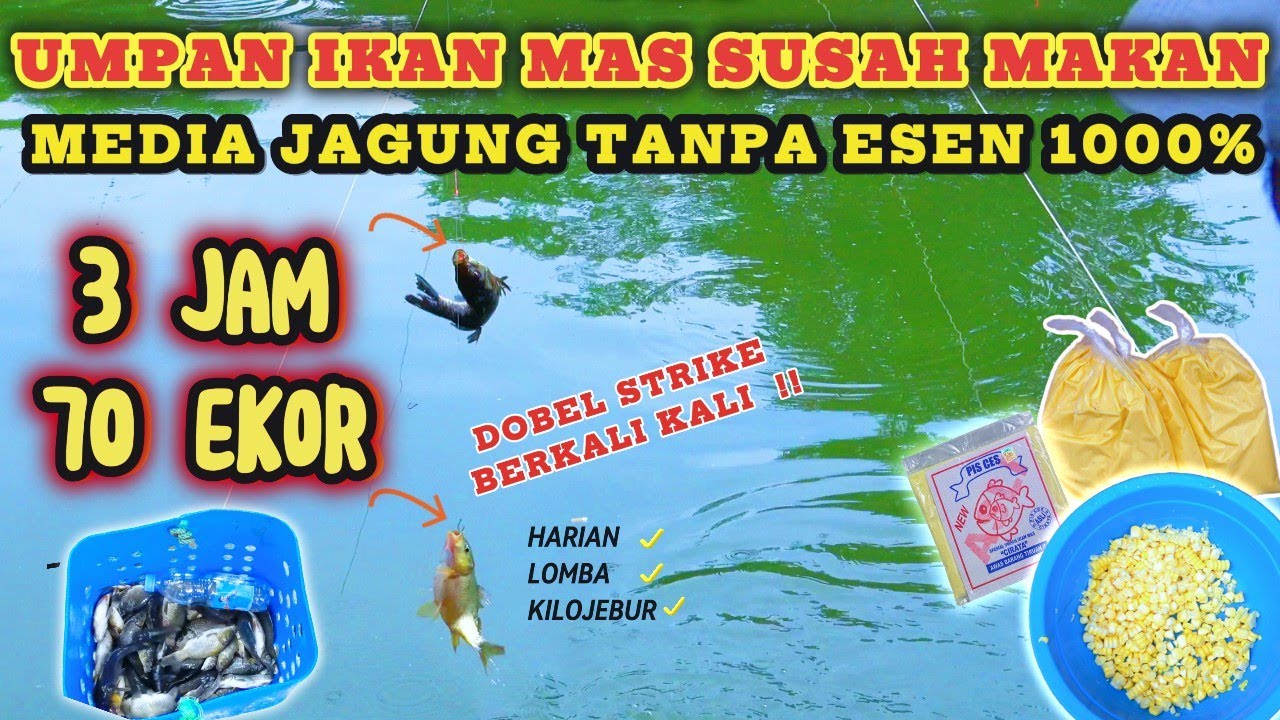 PASTI KETAGIHAN❗ UMPAN IKAN MAS JAGUNG TANPA ESSEN  ❗❗ SOLUSI IKAN MAS SUSAH MAKAN  ❗ 3 JAM 70 EKOR