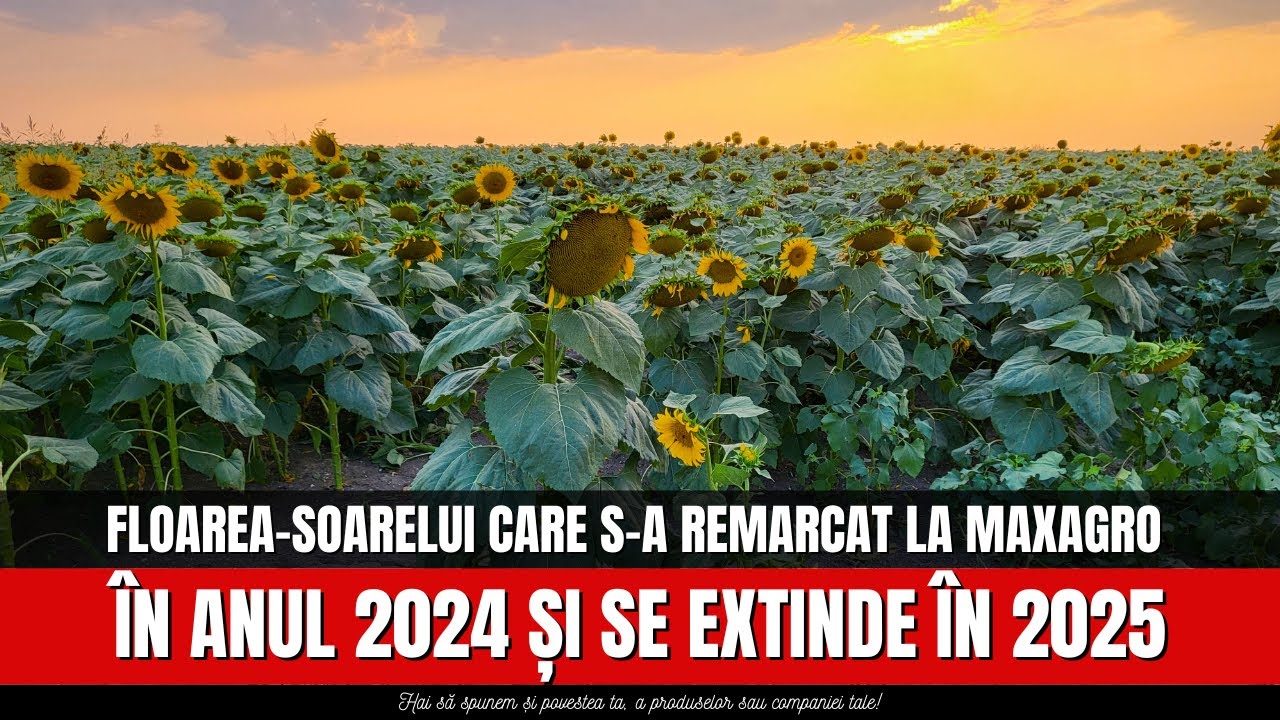 Floarea soarelui care a deținut supremația în ferma Maxagro, în 2024