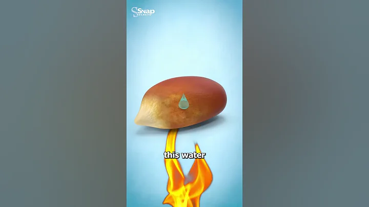 Why Popcorn Kernels Pop 🤨