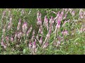 Morning Mandolin - Cеребряный петушиный гребень. Plumed cockscomb flower