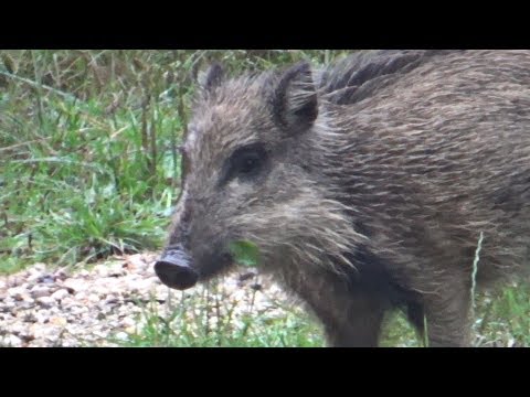 Wild Boars @ Buitenplaats Beekhuizen (Wildschweine)