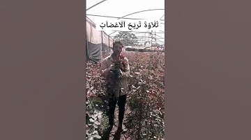 اجمل تلاوة ابوالعنين شعيشع  #تلاوة_خاشعة #قران