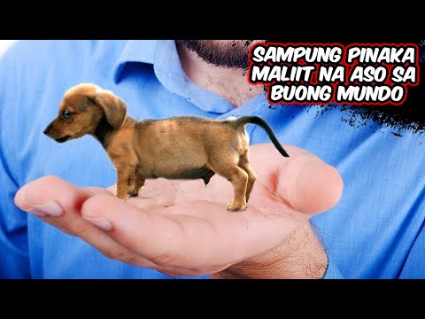 SAMPUNG PINAKA MALIIT NA ASO SA BUONG MUNDO | Top 10 Smallest Dogs in the World