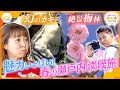 1000個に1個の「幻の牡蠣」&amp;謎の牡蠣スイーツ!? 8000本が咲き誇る絶景梅林!黒木アナ&amp;岩原アナが“食べて美味しい見ておいしい”瀬戸内の春を大満喫【かんさい情報ネットten.】