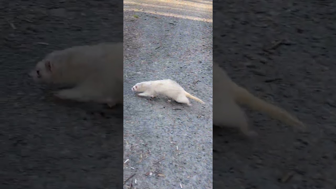 Despite his medical issues, Shambi is a warrior who loves life