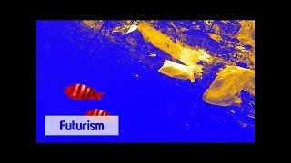 Aquadrone Scoops Up Ocean Trash