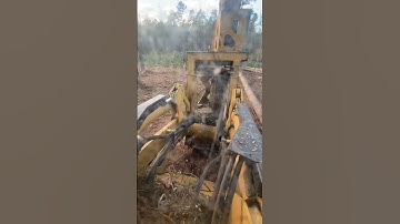 Cutting some nice pine log trees #logging #tigercat #fellerbuncher