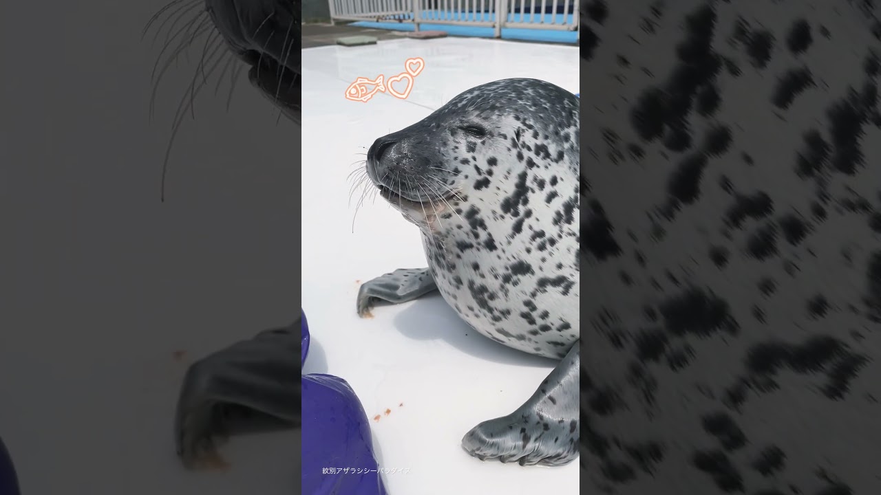 アザラシの空に飛んでいきそうなバイバイとかわいいポーズ#アザラシ#seal #ゴマフアザラシ
