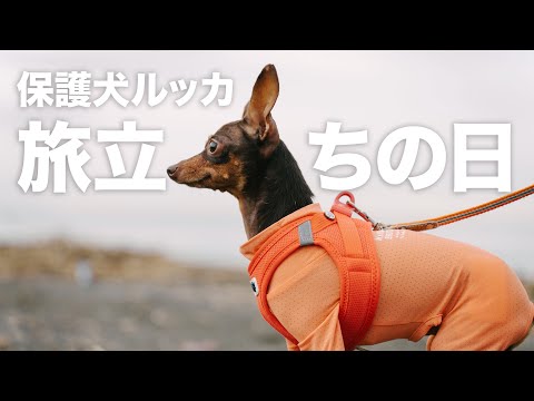 174日目に里親家族の元へ。保護犬ミニピンの物語