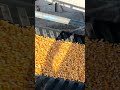 smart rice threshing machine that is fast and ready to be packed #shorts