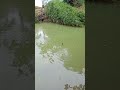 streak ikan tawes🔥#shortvideo #mancing #mancingmantap #fishing