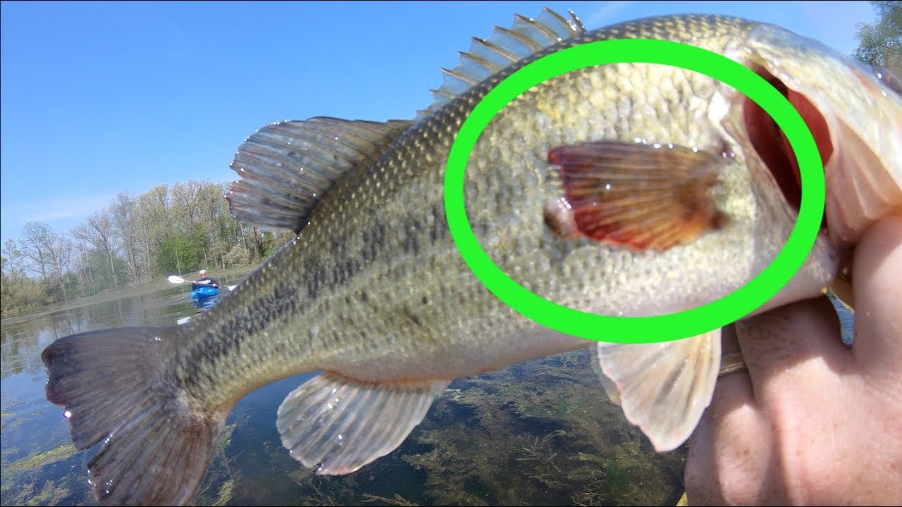 What is happening to these Bass??? Indiana Fishing 