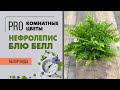 Нефролепис Блю Белл - компактный сорт папоротника | Совершенно неприхотливый вид нефролеписа