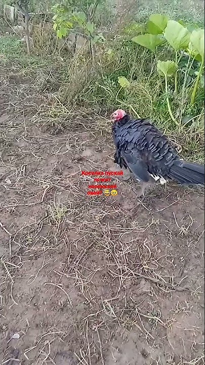 вот это бенза косилка 🧐😱😲 - YouTube
