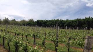 Alla scoperta del Fiano, visita a Summonte presso l'Azienda Agricola di Ciro Picariello