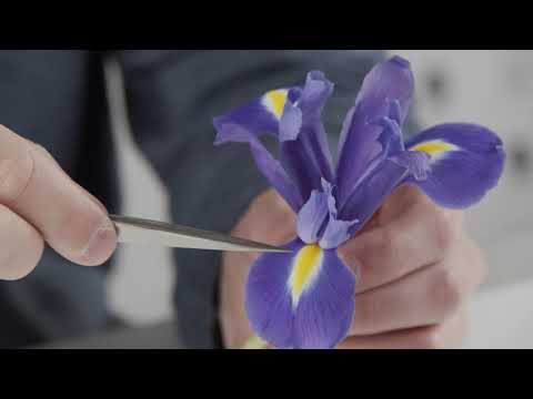 Wideo: Różnica Między Kwiatami Jednoliściennymi I Dwuliściennymi