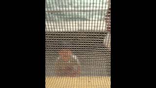 1041118全家到士林官邸看菊花展🌹🌼🌻🌸👨👩👧👦🚝接著到淡水老街看夕陽🌅🍹喝咖啡🍹兒子昊勳幫全家拍照小小攝影師(起司)😬撈魚🐟女兒采宸在練習走路玩耍🚴🏻🎣
