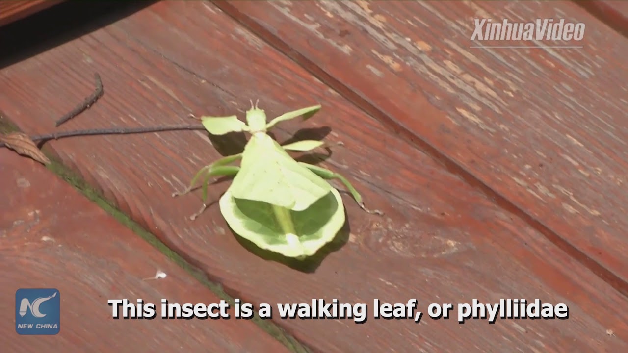 Leaf that can walk! A close look at insect that mimics leaves