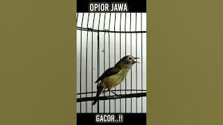 Opior jawa gacor #kicaumonster #opiorgacor