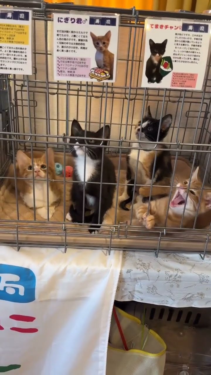 Bébé chaton très mignon